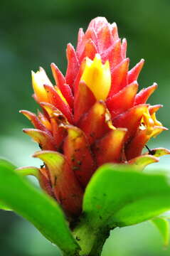 Image of Costus barbatus Suess.