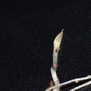 Image of Corybas cryptanthus Hatch