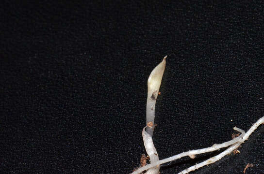 Imagem de Corybas cryptanthus Hatch