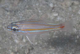 Image of Redspot cardinalfish