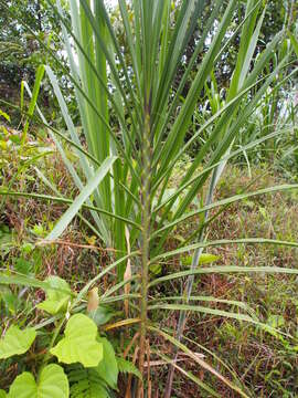 Image of wildcane