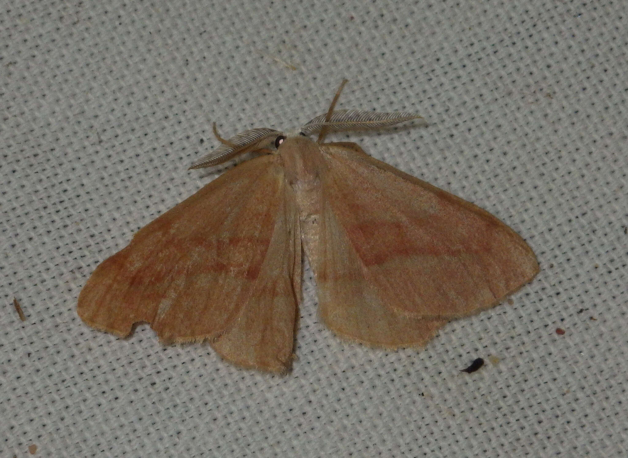 Plancia ëd Hylaea fasciaria Linnaeus 1758