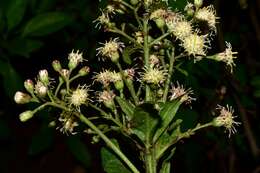 صورة Baccharis multiflora Kunth