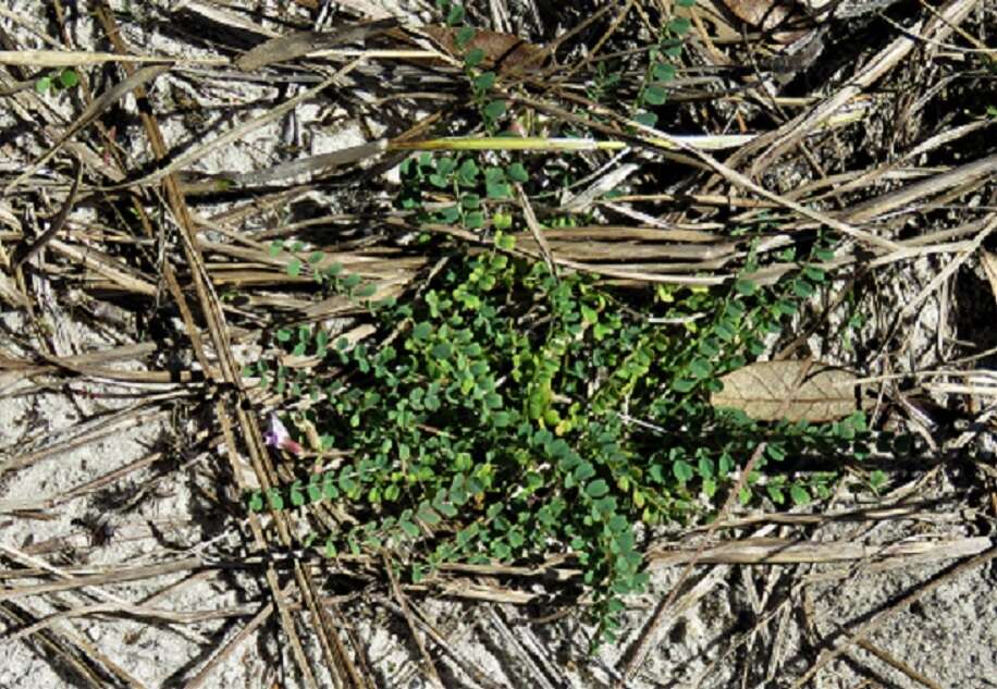 Sivun Astragalus obcordatus Ell. kuva