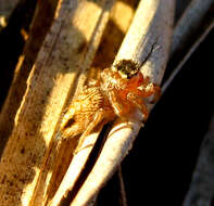 Image of Evarcha flavocincta (C. L. Koch 1846)