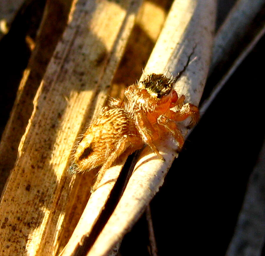 Image of Evarcha flavocincta (C. L. Koch 1846)