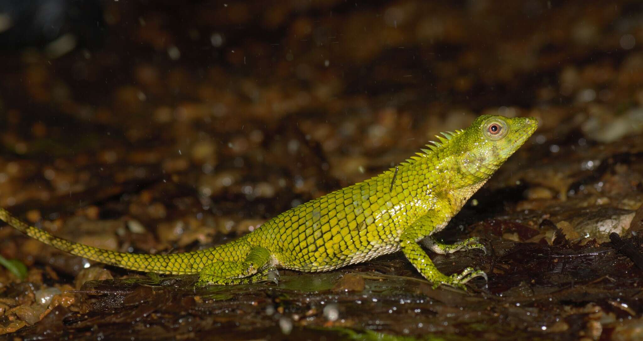 صورة Calotes nemoricola Jerdon 1853