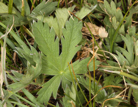 Image of mountainmeadow cinquefoil