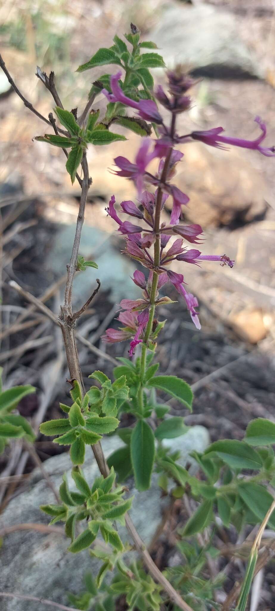 Ocimum serratum (Schltr.) A. J. Paton的圖片