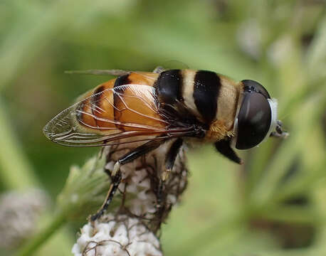 Imagem de Phytomia argyrocephala (Macquart 1842)