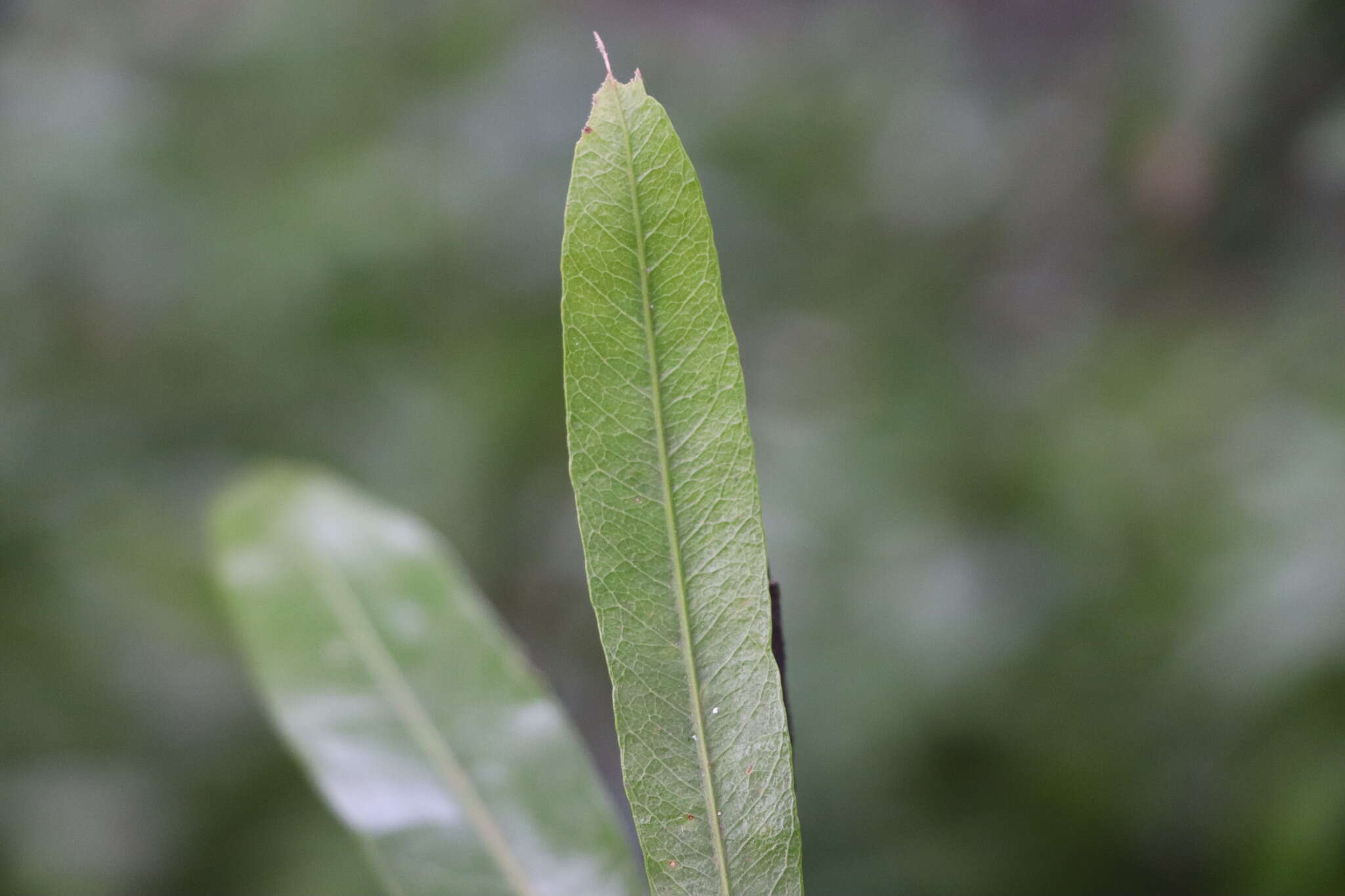 Pouteria salicifolia (Spreng.) Radlk.的圖片