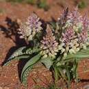 Image of Lachenalia anguinea Sweet