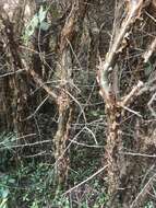 Image of Sweet-root corkwood