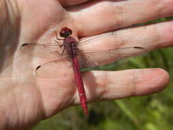 Image of Orthemis macrostigma (Rambur 1842)