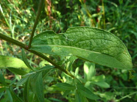 Image of Centaurea phrygia subsp. pseudophrygia (C. A. Mey.) Gugl.