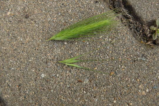 Image of wall barley