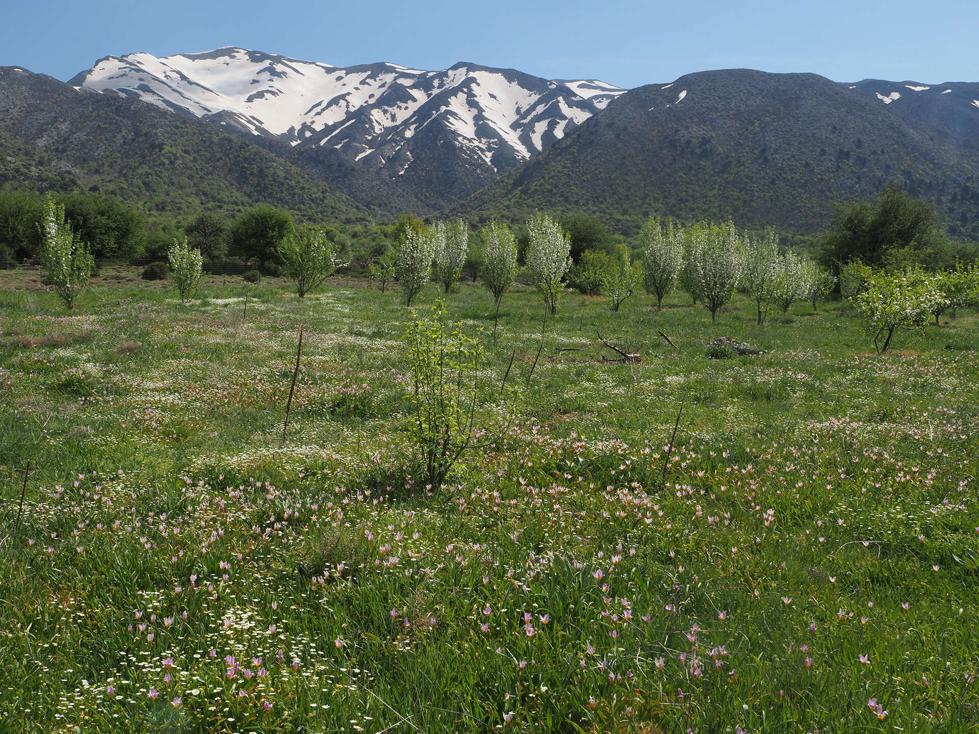 Image of Tulipa saxatilis Sieber ex Spreng.