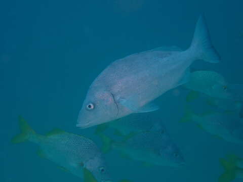 Image of Galapagos grunt