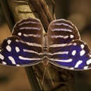 Image of Myscelia cyaniris cyaniris