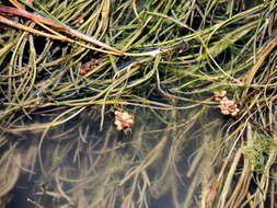 Image of pondweed