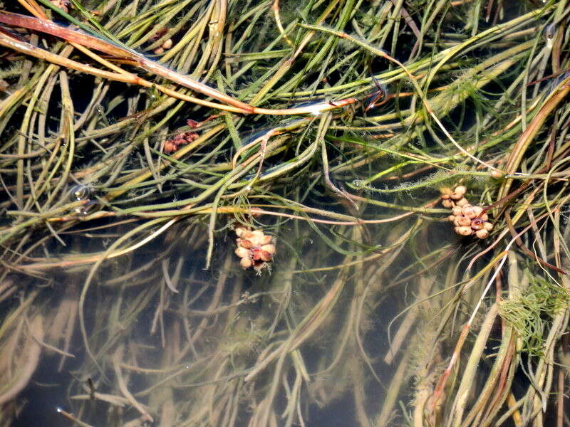 Image of pondweed