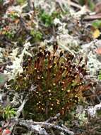 Image of Black fruited stink moss