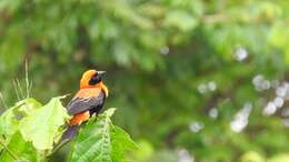 Image of Black-winged Bishop