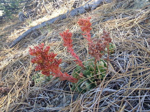 Sedum rubiginosum resmi