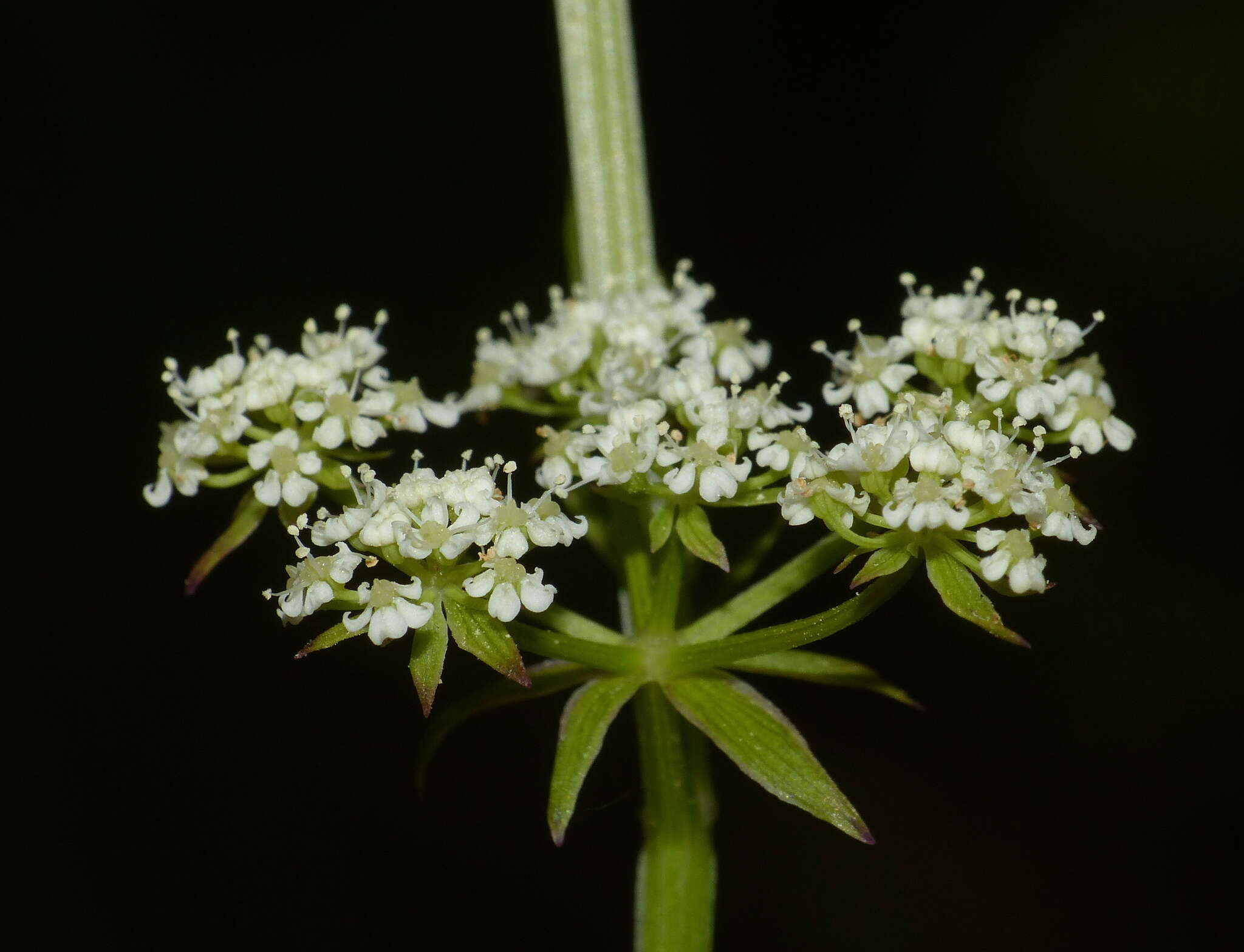 Imagem de Berula erecta subsp. thunbergii (DC.) B. L. Burtt