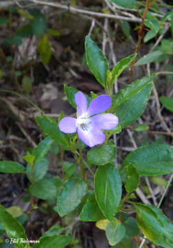 Viola portalesia C. Gay resmi