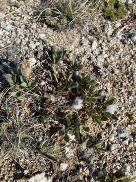 Image de Oxytropis triphylla (Pall.) Pers.