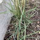 Image of hybrid beardgrass