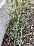 Image of hybrid beardgrass