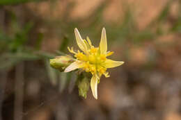 Image of Gutierrezia resinosa (Hook. & Arn.) Blake