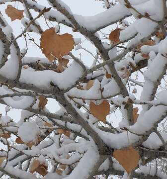 Image of Populus deltoides subsp. wislizenii (S. Wats.) Eckenwalder