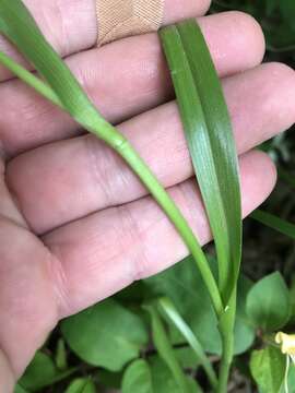 Image of longbract spiderwort