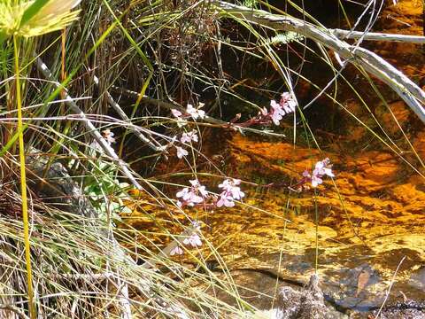 Слика од Disa tripetaloides (L. fil.) N. E. Br.