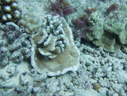 Image of pore coral