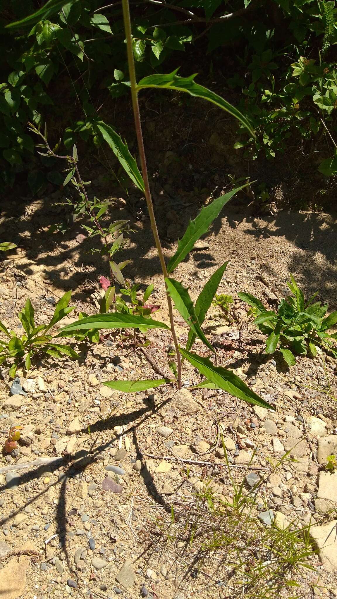 Image of threetooth hawkweed