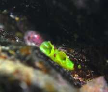 Image of Grey sea squirts