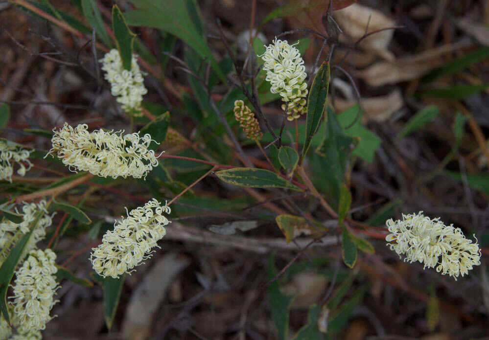 Image of <i>Grevillea <i>synapheae</i></i> subsp. synapheae