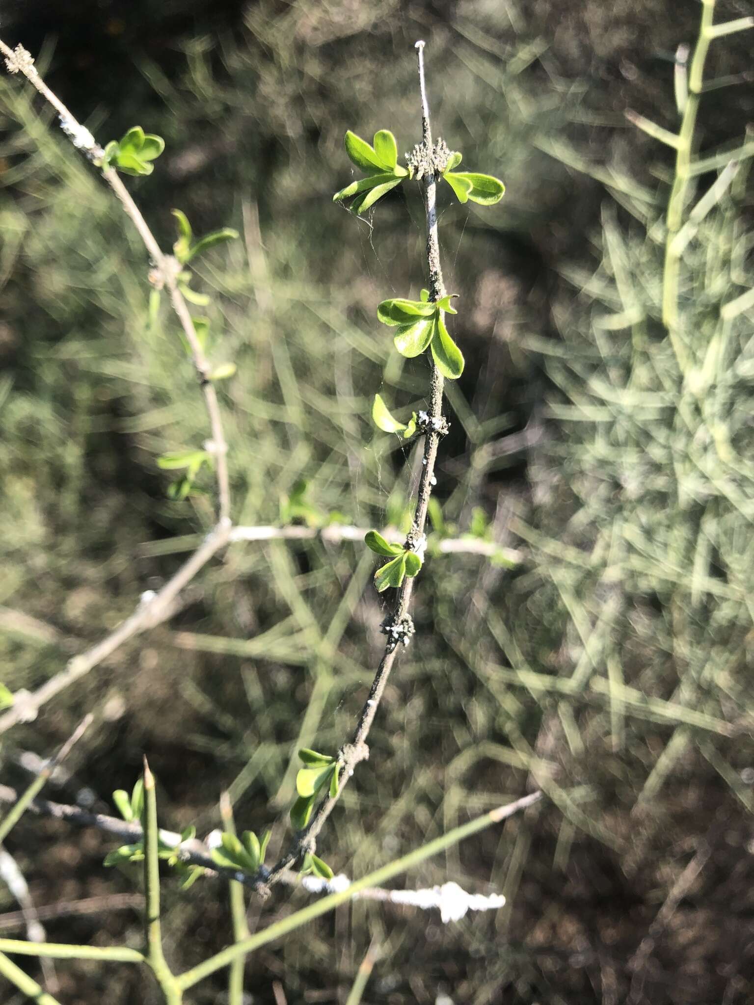 Imagem de Citharexylum brachyanthum (A. Gray ex Hemsl.) A. Gray