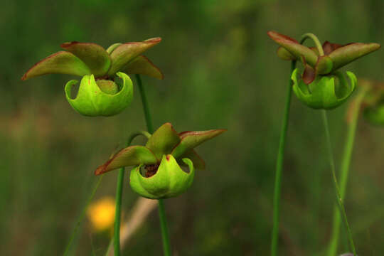 Image of pitcherplant