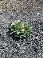 Plancia ëd Oenothera cespitosa subsp. cespitosa