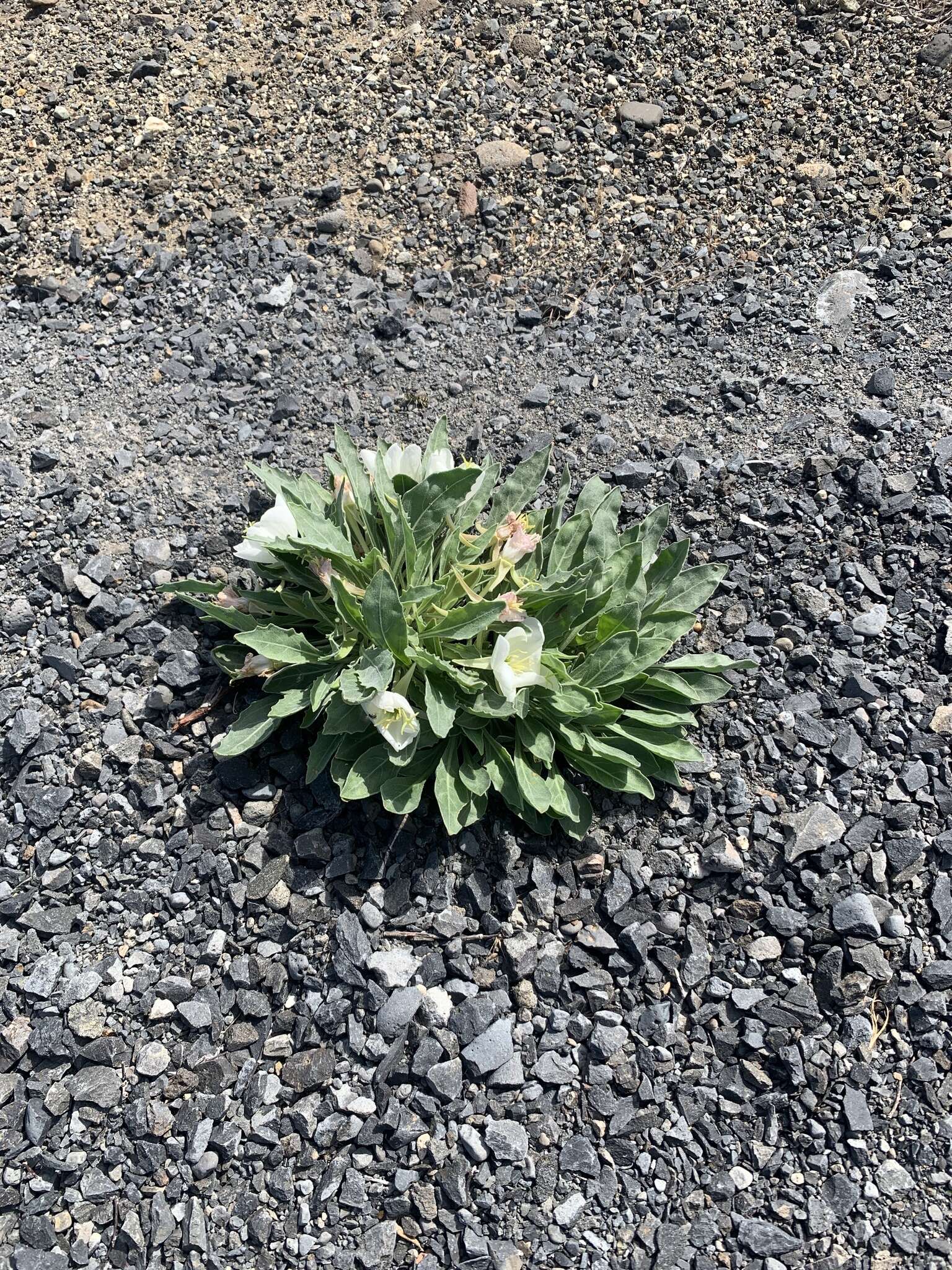 Imagem de Oenothera cespitosa subsp. cespitosa