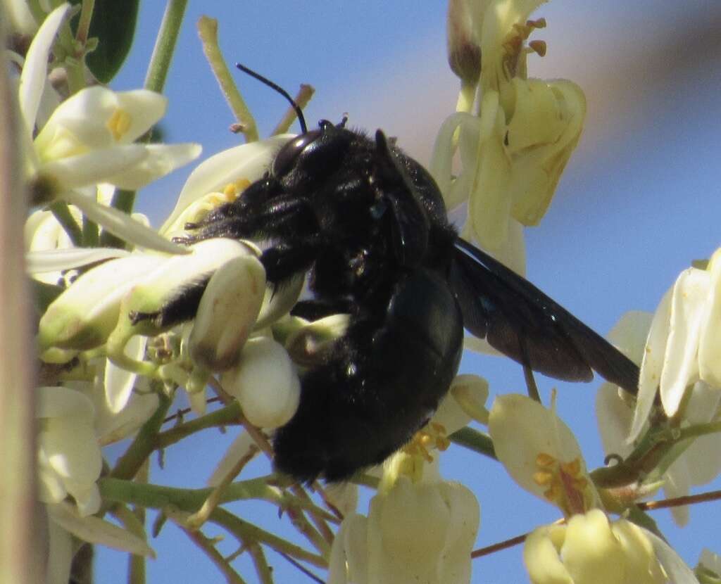 Plancia ëd Xylocopa fimbriata Fabricius 1804