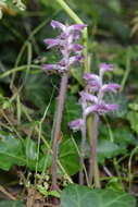 Image of Orobanche pubescens Dum.-Urville