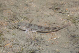 صورة Istigobius ornatus (Rüppell 1830)