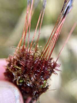 Image of Tayloria purpurascens Brotherus 1903