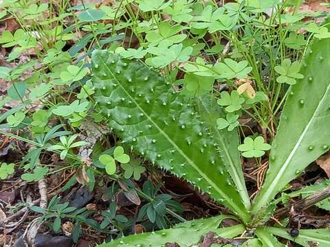 Image of Helminthotheca comosa (Boiss.) J. Holub